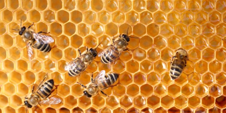 Więcej czasu na składanie wniosków o płatności w ramach pomocy dla pszczelarzy - Radio Kielce Więcej czasu na składanie wniosków o płatności w ramach pomocy dla pszczelarzy - Radio Kielce