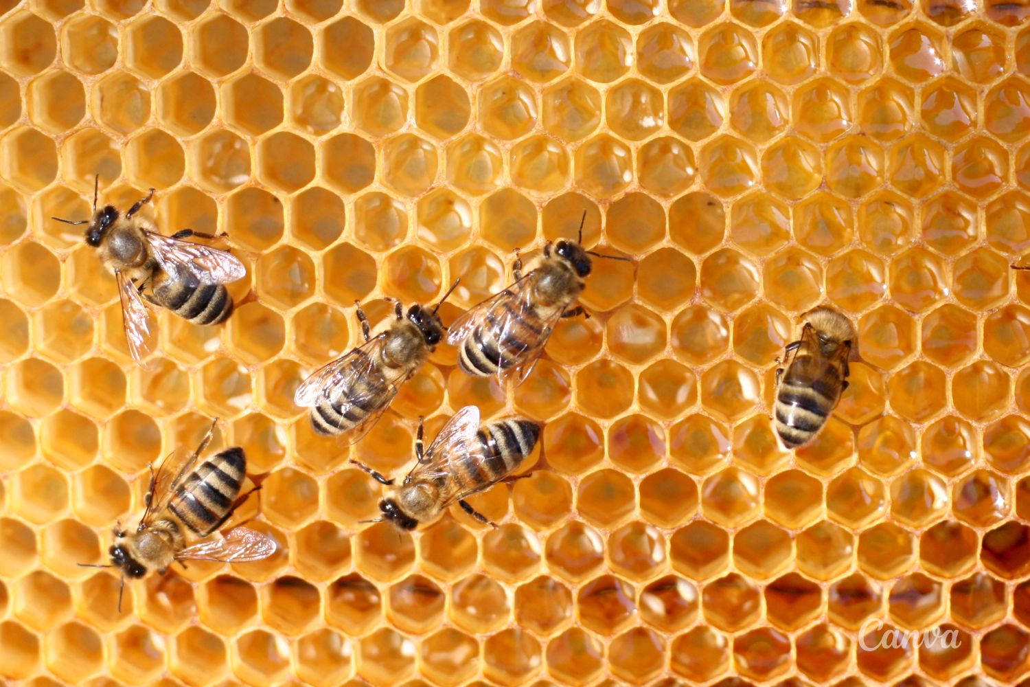 Więcej czasu na składanie wniosków o płatności w ramach pomocy dla pszczelarzy - Radio Kielce Więcej czasu na składanie wniosków o płatności w ramach pomocy dla pszczelarzy - Radio Kielce