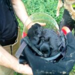 Fot. straż pożarna