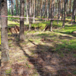 RADIO KRAKÓW. W niektórych miejscach na zachodzie Małopolski grzybów zbierać nie można. Wszystko przez... zapadliska