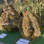 15.08.2023. Piekoszów. Dożynki gminne. / Fot. Anna Głąb - Radio Kielce