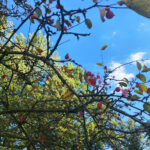 26.09.2023. Kielce. Ogród Radia Kielce / Fot. Angelika Rejnowicz - Radio Kielce