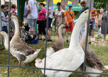 Fot. Magdalena Galas-Klusek - Radio Kielce