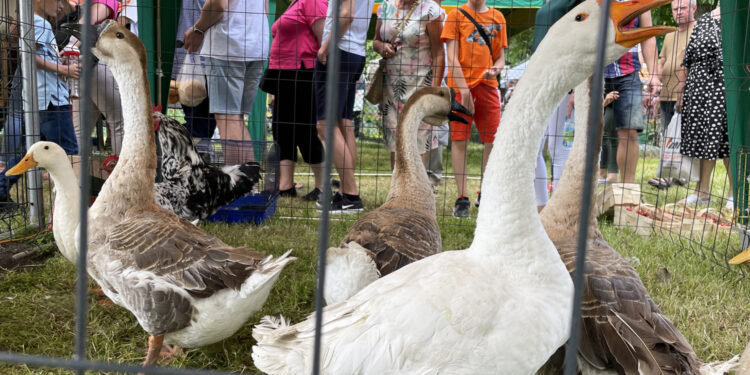 Gęsi garbonose – dla mięsa, jaj i dla ozdoby podwórka - Radio Kielce Fot. Magdalena Galas-Klusek - Radio Kielce