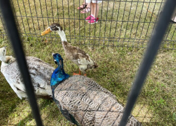 Pawie z hodowli Kamila Radoty - Radio Kielce