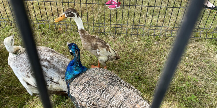Pawie z hodowli Kamila Radoty - Radio Kielce