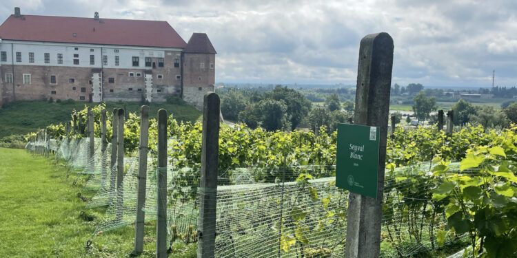 Co słychać w sandomierskich winnicach? - Radio Kielce Fot. Grażyna Szlęzak - Radio Kielce