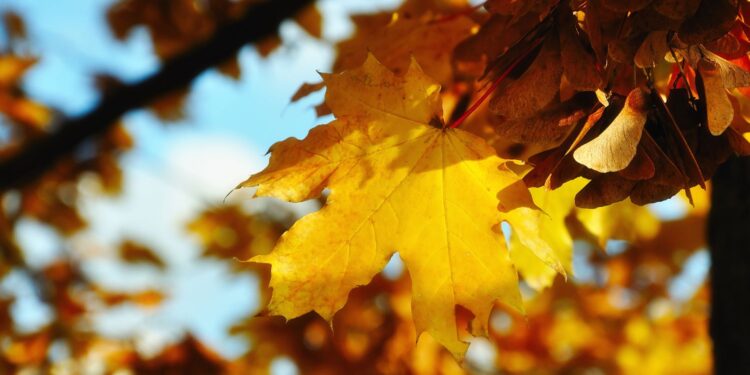 Fot. Canva