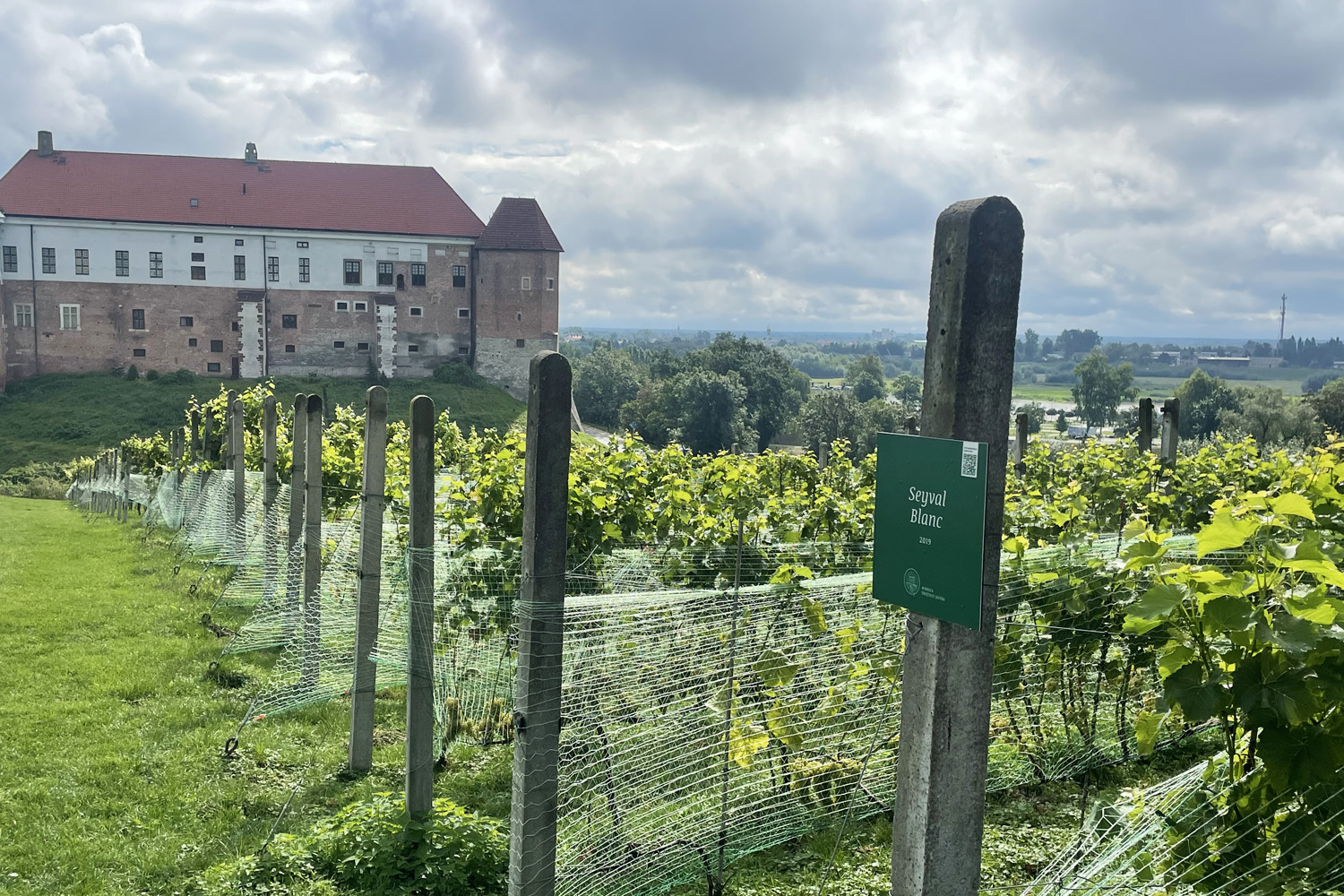 Co słychać w sandomierskich winnicach? 2 Co slychac w sandomierskich winnicach 1