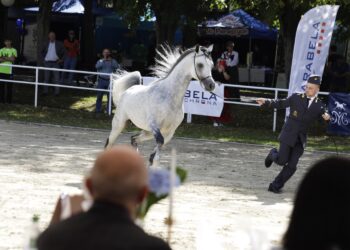 Najpiękniejsze konie z Michałowa na aukcji Pride of Poland
