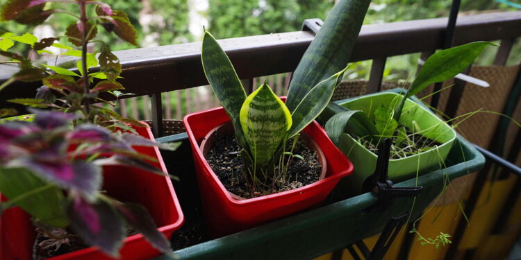 14.09.2023 Kielce. Balkon Danuty Żbikowskiej / Fot. Jarosław Kubalski - Radio Kielce