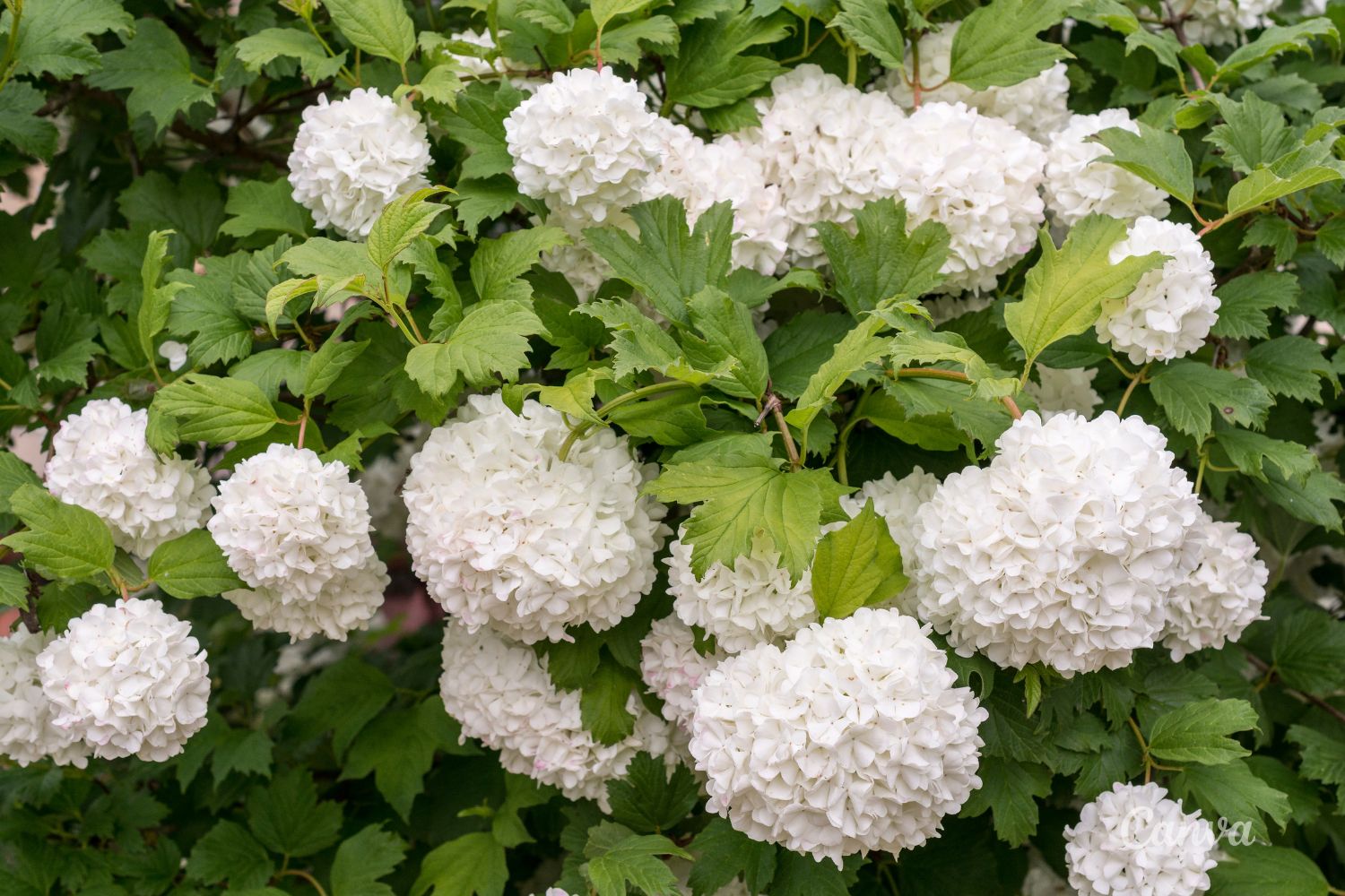 Sekrety ziół - kalina 