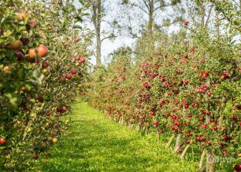 Pomoc klęskowa dla sadowników i ogrodników
