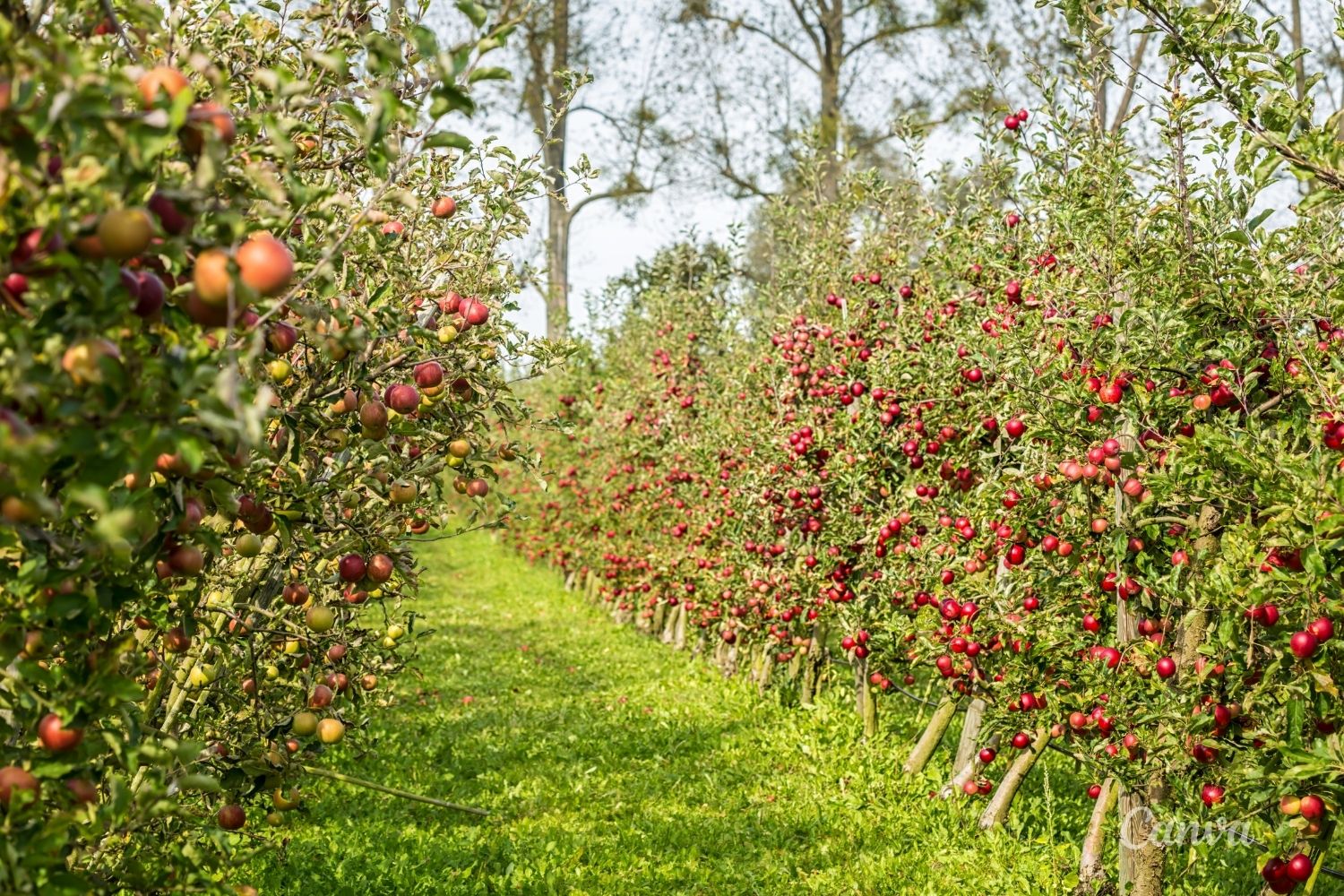 Pomoc klęskowa dla sadowników i ogrodników