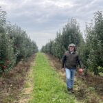 21.10.2023. Rożki. Zbiór jabłek. Na zdjęciu: Antoni Rylski / Fot. Grażyna Szlęzak - Radio Kielce