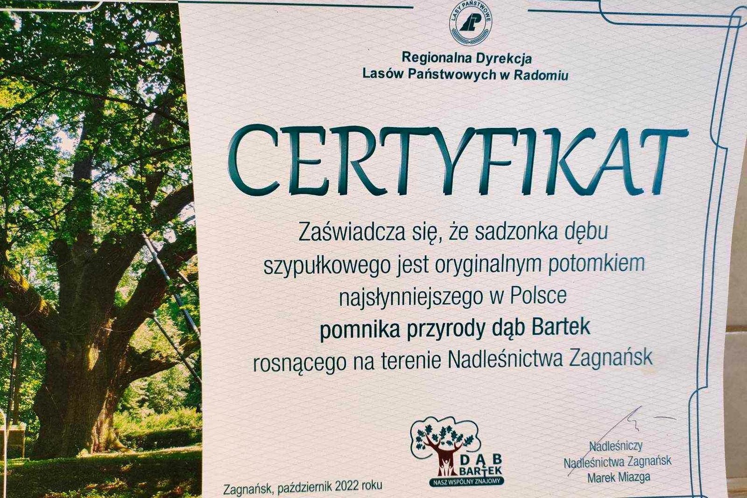 Certyfikat zaświadczający, że sadzonka dębu szypułkowego jest oryginalnym potomkiem dębu Bartek / Fot. Paweł Milewicz