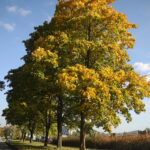 18.10.2023. Kielce. Jesień, drzewa, liście / Fot. Wiktor Taszłow - Radio Kielce