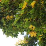 18.10.2023. Kielce. Jesień, drzewa, liście / Fot. Wiktor Taszłow - Radio Kielce