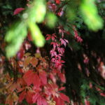 18.10.2023. Kielce. Jesień, drzewa, liście / Fot. Wiktor Taszłow - Radio Kielce