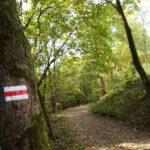 Na majówkę można się wybrać do lasu