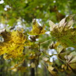 18.10.2023. Kielce. Jesień, drzewa, liście / Fot. Wiktor Taszłow - Radio Kielce