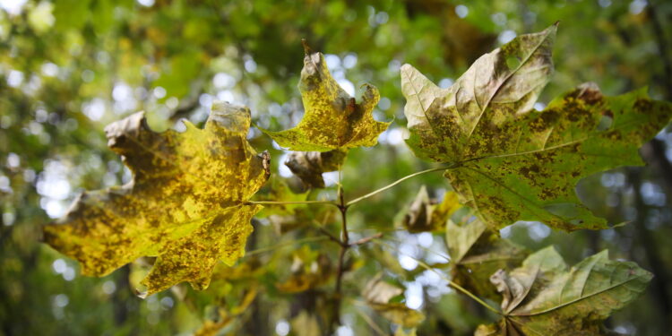 18.10.2023. Kielce. Jesień, drzewa, liście / Fot. Wiktor Taszłow - Radio Kielce