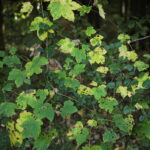 18.10.2023. Kielce. Jesień, drzewa, liście / Fot. Wiktor Taszłow - Radio Kielce