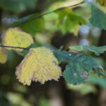 18.10.2023. Kielce. Jesień, drzewa, liście / Fot. Wiktor Taszłow - Radio Kielce