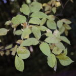 18.10.2023. Kielce. Jesień, drzewa, liście / Fot. Wiktor Taszłow - Radio Kielce