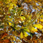 18.10.2023. Kielce. Jesień, drzewa, liście / Fot. Wiktor Taszłow - Radio Kielce