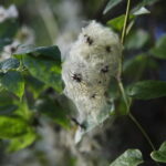 18.10.2023. Kielce. Jesień, drzewa, liście / Fot. Wiktor Taszłow - Radio Kielce