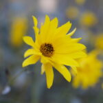 18.10.2023. Kielce. Jesień, drzewa, liście, kwiat / Fot. Wiktor Taszłow - Radio Kielce