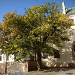 Drzewa w Kielcach pod kontrolą