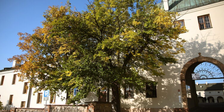 Drzewa w Kielcach pod kontrolą