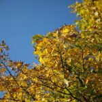 18.10.2023. Kielce. Jesień, drzewa, liście / Fot. Wiktor Taszłow - Radio Kielce