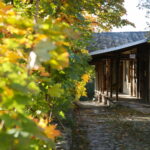 18.10.2023. Kielce. Jesień, drzewa, liście / Fot. Wiktor Taszłow - Radio Kielce