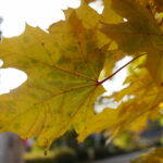 18.10.2023. Kielce. Jesień, drzewa, liście / Fot. Wiktor Taszłow - Radio Kielce