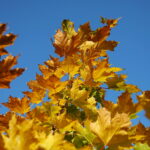 18.10.2023. Kielce. Jesień, drzewa, liście / Fot. Wiktor Taszłow - Radio Kielce