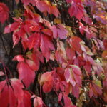 18.10.2023. Kielce. Jesień, drzewa, liście / Fot. Wiktor Taszłow - Radio Kielce