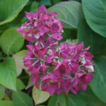 18.10.2023. Kielce. Jesień, drzewa, liście / Fot. Wiktor Taszłow - Radio Kielce