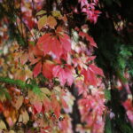 18.10.2023. Kielce. Jesień, drzewa, liście / Fot. Wiktor Taszłow - Radio Kielce