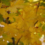 18.10.2023. Kielce. Jesień, drzewa, liście / Fot. Wiktor Taszłow - Radio Kielce