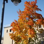 18.10.2023. Kielce. Jesień, drzewa, liście / Fot. Wiktor Taszłow - Radio Kielce