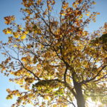 18.10.2023. Kielce. Jesień, drzewa, liście / Fot. Wiktor Taszłow - Radio Kielce