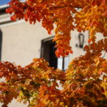 Powrót jesieni w barwach złota i to bez przymrozków [PROGNOZA POGODY]