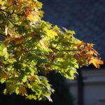 18.10.2023. Kielce. Jesień, drzewa, liście / Fot. Wiktor Taszłow - Radio Kielce