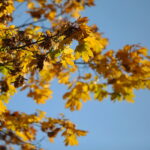 18.10.2023. Kielce. Jesień, drzewa, liście / Fot. Wiktor Taszłow - Radio Kielce