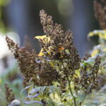 18.10.2023. Kielce. Jesień, drzewa, liście / Fot. Wiktor Taszłow - Radio Kielce