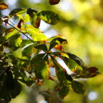 18.10.2023. Kielce. Jesień, drzewa, liście / Fot. Wiktor Taszłow - Radio Kielce