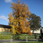 18.10.2023. Kielce. Jesień, drzewa, liście / Fot. Wiktor Taszłow - Radio Kielce